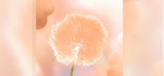 Peach Fuzz a fost declarată culoarea anului 2024. Simbolizează compasiunea şi conexiunea umane