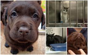 Reguli noi pentru protejarea animalelor. Comisia Europeană schimbă condițiile pentru vânzarea câinilor și pisicilor