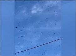 Fenomen neobişnuit. Un roi de lăcuse a acaparat cerul într-o localitate din Mexic. Ce ar face ca insectele să se înmulțească încontinuu
