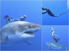 O femeie s-a filmat în timp ce înoată alături de unul dintre cei mai mari rechini din lume. Videoclipul viral are peste 30 de milioane de vizualizări