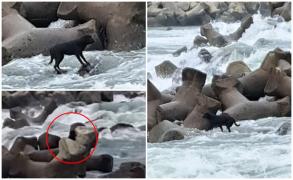 Blocat între stabilopozi şi îngrozit de apele învolburate ale Siretului, un căţel şi-a aşteptat salvatorii