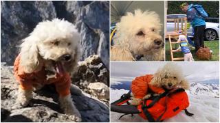 Cum a devenit Zoe Alpinista primul câine cu atestat de montaniard. Împreună cu Daniel a reuşit să facă anul acesta înconjurul lumii: "Iubeşte muntele"