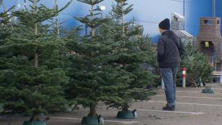 De ce este mai bine să luam brad natural decât artificial. Specialiştii dezvăluie la ce să fim atenţi când îi cumpărăm