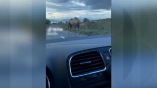 Camilă filmată pe un drum din Cluj: "Dacă avem preţuri de Dubai la locuințe"