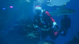 Animalele de la acvariul Sea Life din Londra, vizitate de Moş Crăciun. Nici pinguinii nu au fost uitaţi: "Ne place să creăm o atmosferă festivă"