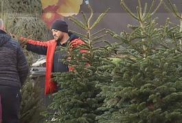 Au aşteptat până în ultima zi şi au dat lovitura. Cu cât s-au vândut brazii de Crăciun în Ajun. "Vine Crăciunul şi oamenii scad din preţ ca să îi dea cât mai repede"