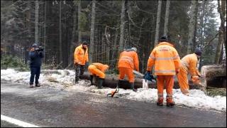 Cel puţin 25 de brazi doborâţi pe DN 13B în Harghita, din cauza vântului puternic. Drumarii, nevoiţi să părăsească zona din cauza pericolului
