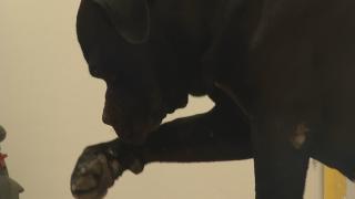 Doi câini Amstaff, speriaţi de petarde, au umblat liberi pe străzile din Bucureşti. Animalele s-au refugiat într-o curte