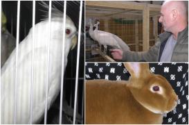 Zeci de păsări şi animale, campioane la frumuseţe, pot fi admirate în Drobeta Turnu Severin