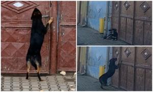 Scene crunte: un căţel de 4 luni plânge la poarta stăpânului, care l-a abandonat. "A spus că nu-l mai vrea"