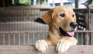 Coreea de Sud închide un capitol controversat. Parlamentul a interzis, printr-o decizie istorică, vânzarea cărnii de câine