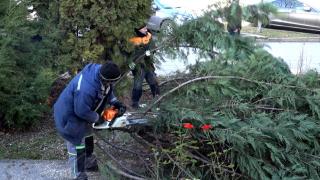 Oraşul în care brazii de pe stradă au fost tăiaţi cât să cadă la prima adiere. Pericol de moarte pentru trecători