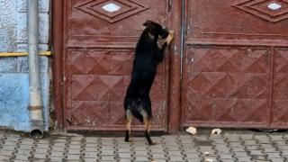 Amendă uriașă pentru bărbatul care și-a abandonat cățelul în fața porții, în Gherla. Patrupedul a început să plângă