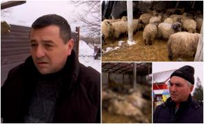 "Se aud noaptea, încep să urle. E înfricoşător". De doi ani, localnicii unei comune din Dolj privesc neputincioşi cum şacalii le omoară animalele din gospodării