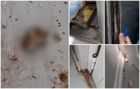 Şobolani morţi printre produse expirate. O patiserie din Galaţi, închisă pentru şase luni