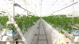 Afacerea cu care a dat lovitura un producător din Timiş. Investiţia totală a costat 13 milioane de euro