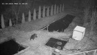 Un urs flămând a dat iama într-o păstrăvărie din Alba şi a reuşit să golească două bazine. Unde au ajuns peştii