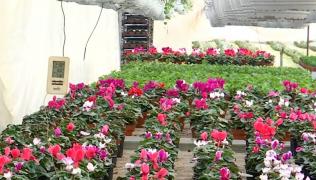 Florarii se pregătesc deja pentru lunile cele mai profitabile. Preţul unui singur fir de trandafir