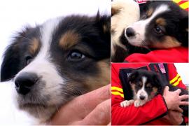 Thor, un Border Collie de doar 2 luni, noul ajutor al salvamontiştilor din Gorj. Va fi antrenat pentru cele mai periculoase misiuni