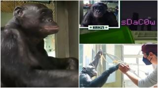 Povestea lui Kanzi, prima maimuţă care a reușit să termine jocul video Minecraft. S-a antrenat timp de 6 luni pentru reuşită: "Este un personaj special"