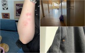 Invazie de ploşnite la căminele din Grozăveşti. Studenţii s-au mutat în chirie după "atacuri"