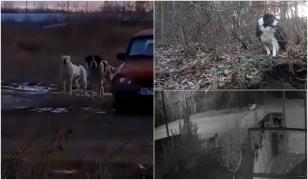 Comună din Galaţi, terorizată de doi câini agresivi. Oamenii şi-au găsit animalele omorâte