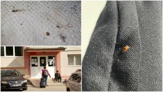 Invazie de ploşniţe într-un cămin studenţesc din Grozăveşti. DSP a amendat Universitatea din Bucureşti cu 8.000 de lei
