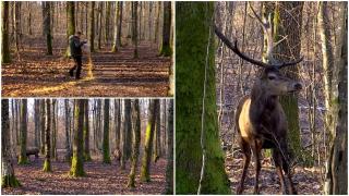 Meniu special pentru animalele pădurii. Cerbii şi căprioarele, hrănite de pădurarii cu suflet mare ca să poată trece peste iarnă