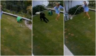 Curajul nu are vârstă. O fetiţă de 12 ani şi-a salvat cobaiul din colţii unui piton de 2 m. A învârtit reptila până i-a dat drumul animăluţului