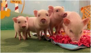 Trendul care a luat cu asalt Japonia. Cu doar 15 $, clienţii îşi pot bea cafeaua alături de purceluşi. Interacţiunea are beneficii şi pentru sănătate