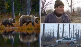 Este alertă la Brăila. Jandarmii, poliţiştii şi pompierii scotocesc câmpurile în căutarea unei ursoaice cu pui. Este prima dată în istorie când urşii ajung aici