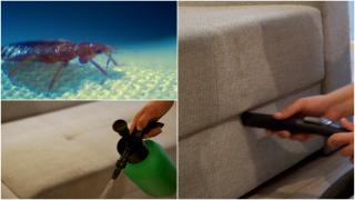 Controale la IKEA, după ce un presupus angajat s-a plâns de o invazie a ploşniţelor pe Reddit