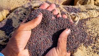 Zeci de kilograme de mac, retrase de urgenţă din unele magazine. Seminţele depăşeau cu mult limita admisă de opiu