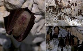 Locul din România unde turiştii pot admira colonii întregi de lilieci în hibernare: "O experienţă extraordinară"