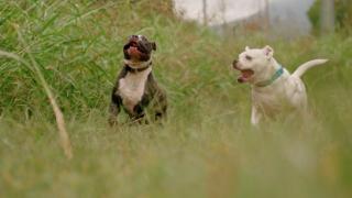 Oraşul din România în care se construieşte primul cimitir de animale: "Până acum trebuia să le îngropăm la noi acasă"