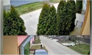 Bărbat de 57 de ani, reținut după ce a ucis cu sânge rece câinele unui vecin, în Bihor. A împușcat animalul cu o armă deținută ilegal