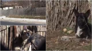 "Au încăierat-o. O sfâşiau de tot". Femeie mușcată de câini, când încerca să salveze un cățeluș lovit de mașină, în Argeș. A fost salvată de vecini