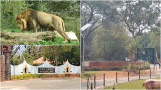 Selfie mortal, în India. Bărbat de 38 de ani, sfâșiat de un leu, după ce s-a cățărat pe un gard de 8 metri în cușca animalului pentru "poza perfecă"