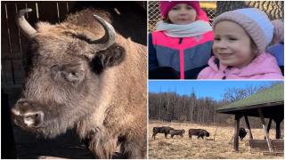 Locul de vis din România unde zimbrii aleargă liberi printre copaci, într-un ţarc de 180 de hectare. Mii de turişti vin să îi admire: "Este fascinant"