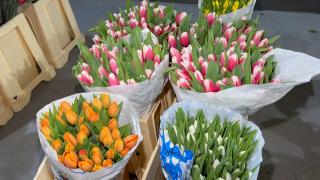 Scumpiri în lanţ în preajma sărbătorilor de 1 și 8 Martie. Cât va costa un fir de lalea sau de trandafir