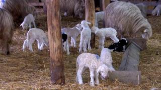 Paşte 2024. Cât va costa un kg de carne de miel: "Cerere mare, marfă puţină, urcă preţul"