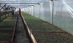 Soiurile de legume româneşti pe care se bat toţi legumicultorii din ţară. Sunt dispuşi să plătească şi 600 de lei/kg