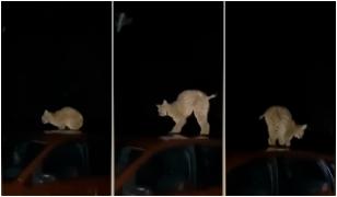 Apariţie neaşteptată într-o comună din Bistriţa-Năsăud. Un râs s-a cocoţat pe o maşină, speriat de câinii localnicilor