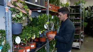 Valeriu are o colecţie de plante exotice acasă și nu vrea să se oprească. Prețurile variază între 200 de lei şi 1.600 de lei