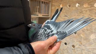 România are un porumbel voiajor campion. Pasărea a reuşit să câştige titlul după ce a zburat aproape o mie de kilometri fără oprire