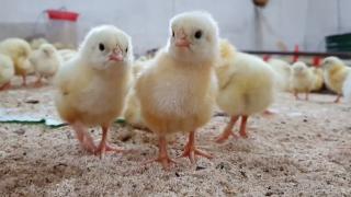 Afacerile de la sat care s-au mutat în online, după ce târgurile s-au închis pe capete. La ce trebuie să fie clienţii atenţi