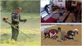 Românii cărora statul le-a promis tichete de 15 lei pe zi. "Dacă intrăm în detalii cu tichetul nu vor mai veni"