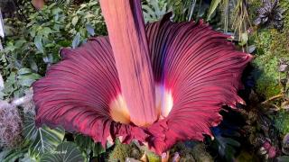 Floarea-cadavru îşi deschide petalele o dată la aproape 10 ani. A înflorit marți, la Academia de Științe din California