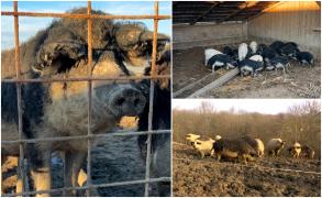 Mai mulţi bani de la stat pentru o categorie de fermieri. Valoarea ajutorului a crescut de la 1.200 la 2.000 de lei pe an