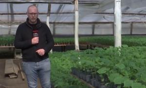 Când apar legumele româneşti pentru salata de primăvară. Castraveţii vor fi gata de cules curând, roşiile abia în mai